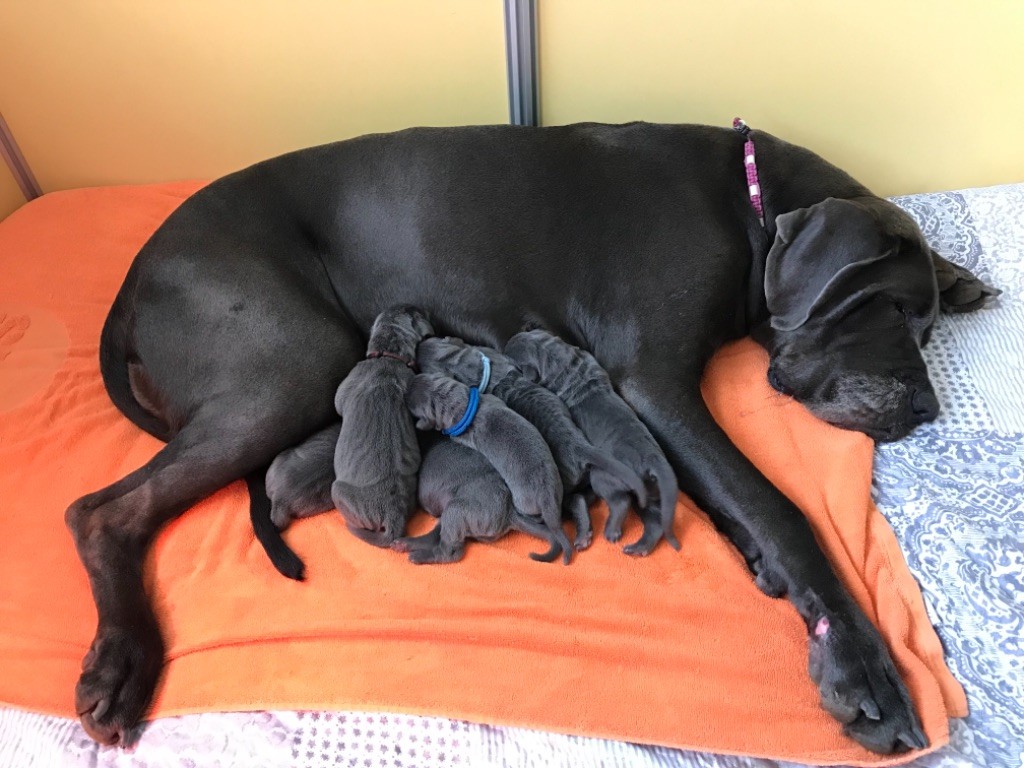 chiot Dogue allemand de la Côte Septentrionale