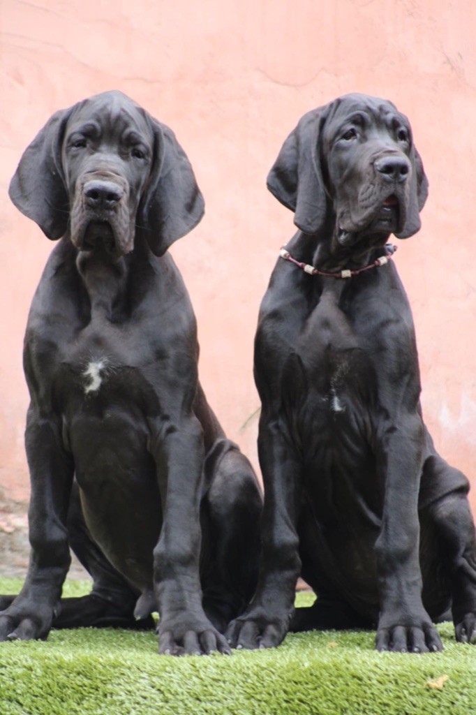 Arora et Aspor disponible
