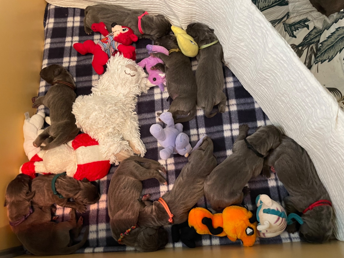 10 magnifiques chiots sont nés !! 💙