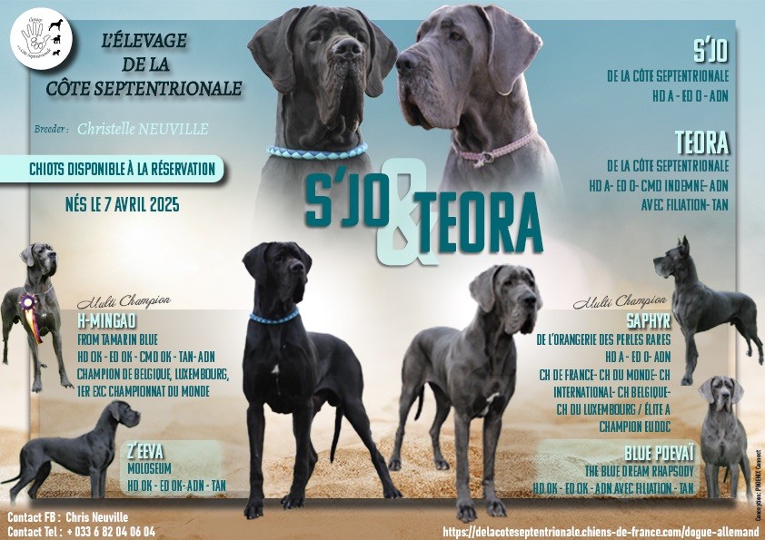 Chiots disponibles