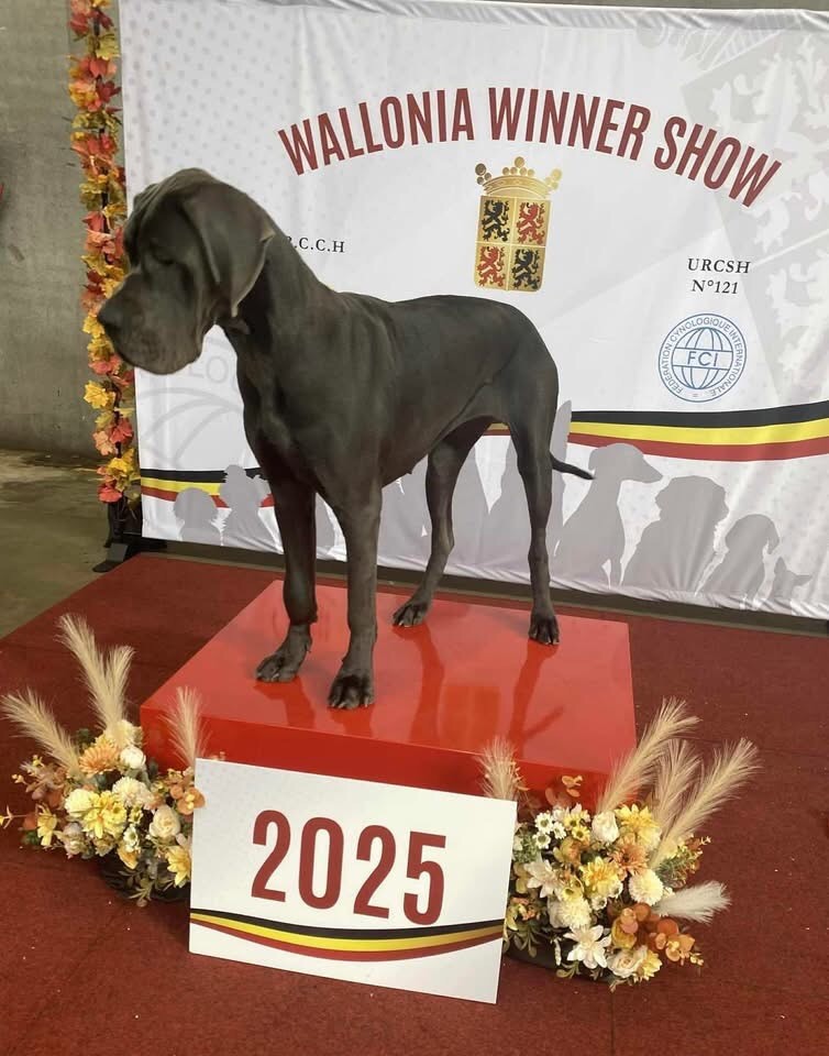 Walonnia Dog Show