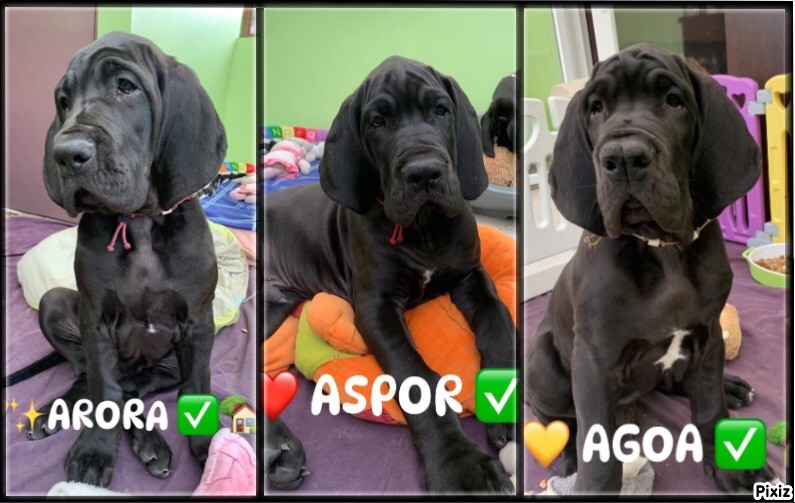 Chiots disponibles de suite !!