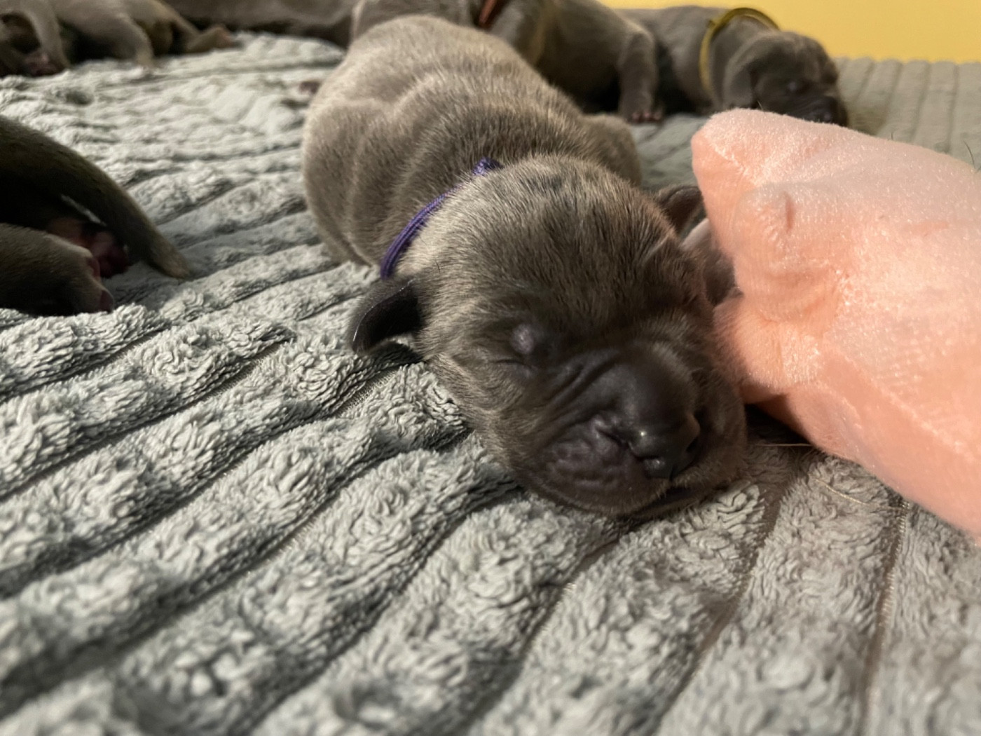 de la Côte Septentrionale - Chiots disponibles - Dogue allemand