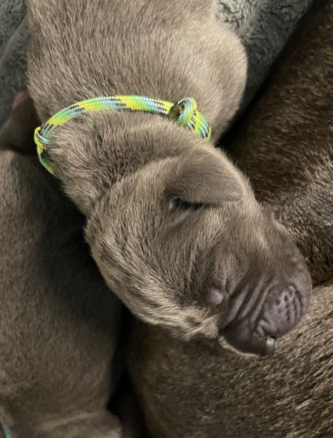 de la Côte Septentrionale - Chiots disponibles - Dogue allemand
