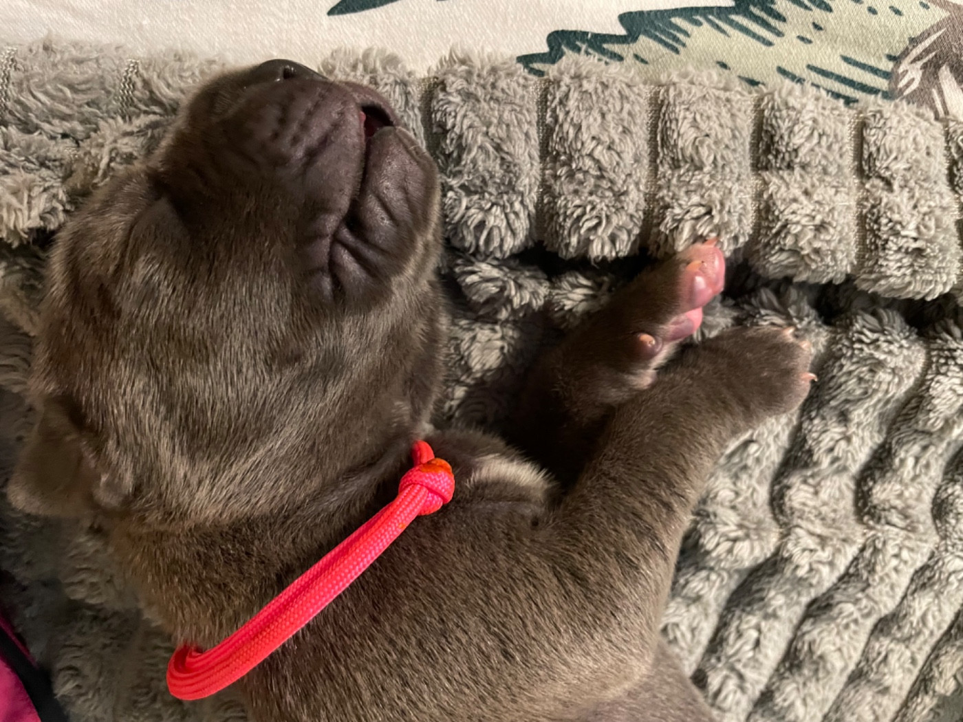 de la Côte Septentrionale - Chiots disponibles - Dogue allemand