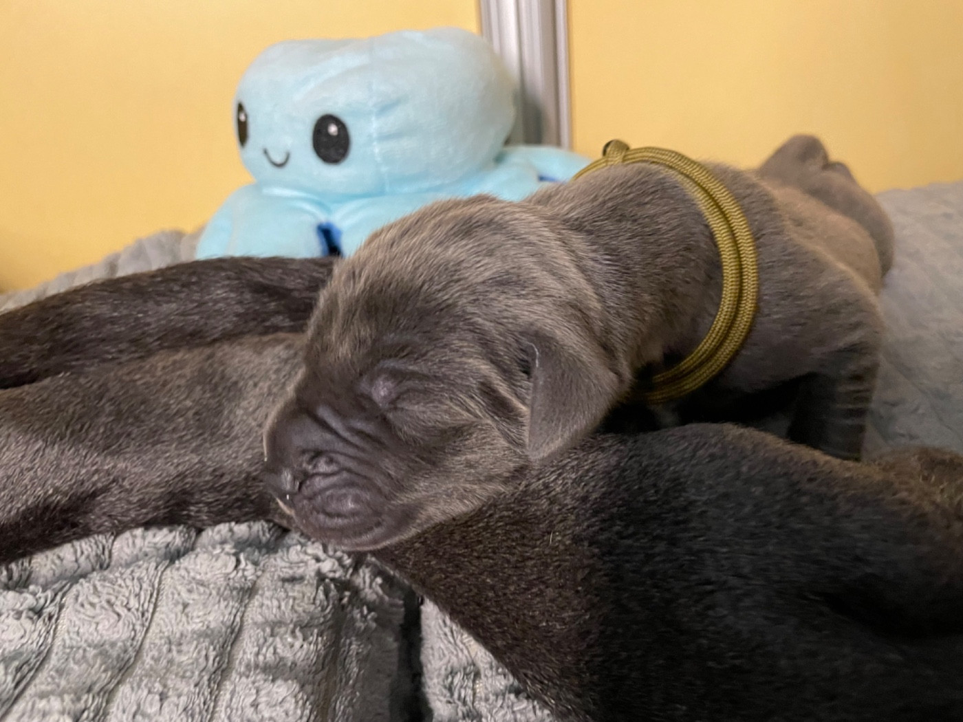 de la Côte Septentrionale - Chiots disponibles - Dogue allemand