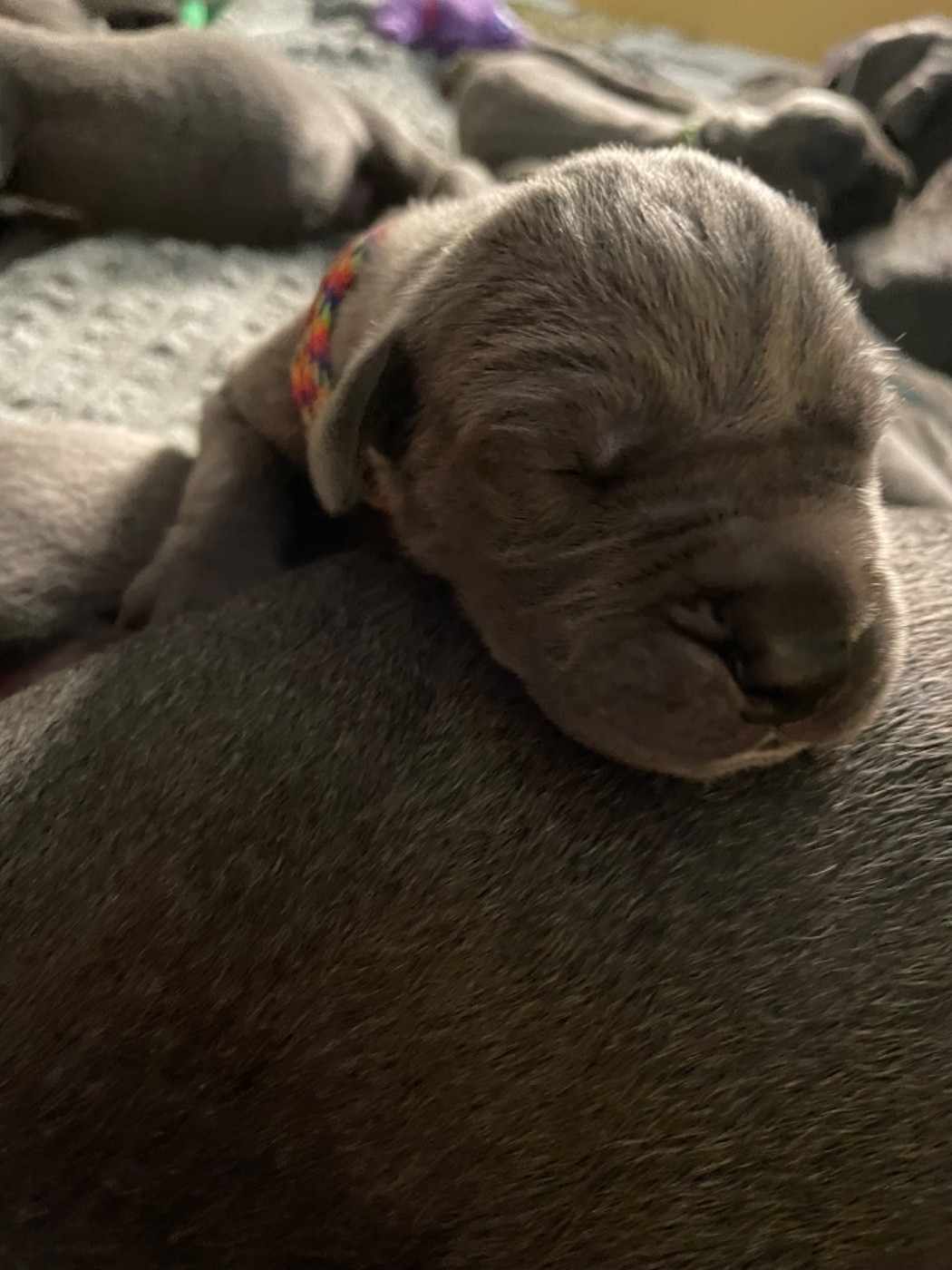de la Côte Septentrionale - Chiots disponibles - Dogue allemand