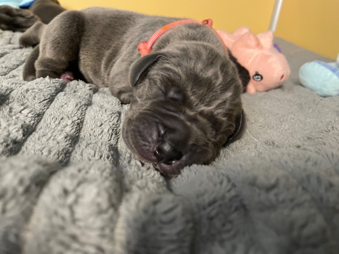 de la Côte Septentrionale - Chiots disponibles - Dogue allemand