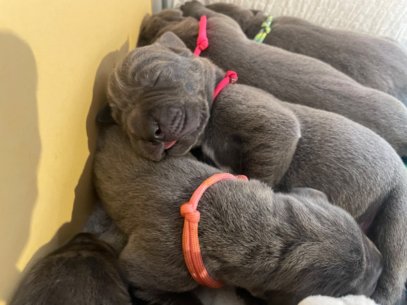 de la Côte Septentrionale - Chiots disponibles - Dogue allemand