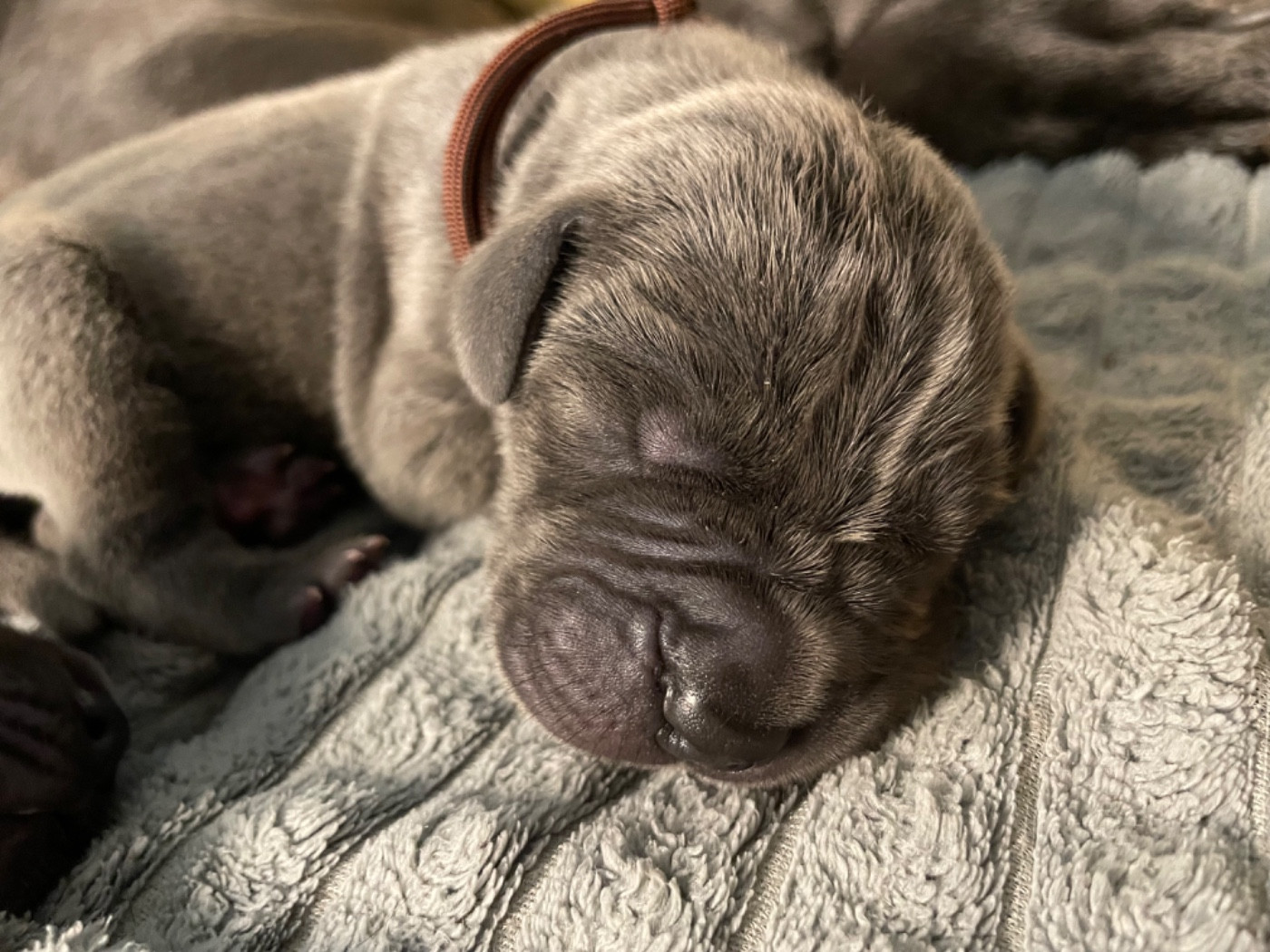 de la Côte Septentrionale - Chiots disponibles - Dogue allemand