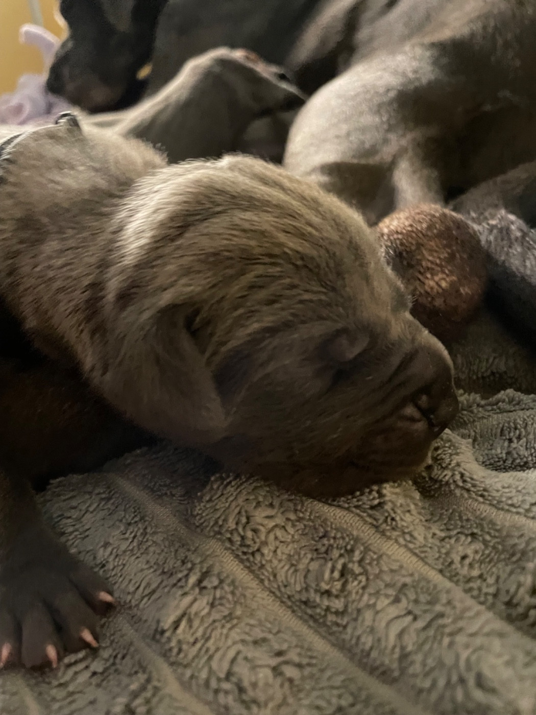 de la Côte Septentrionale - Chiots disponibles - Dogue allemand