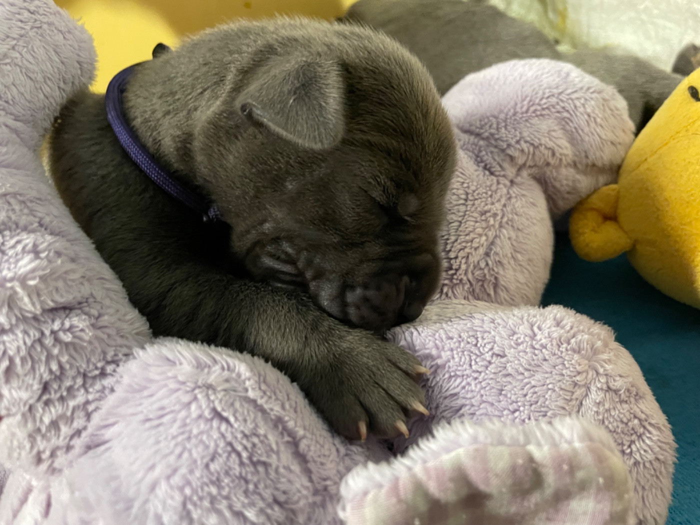 de la Côte Septentrionale - Chiots disponibles - Dogue allemand