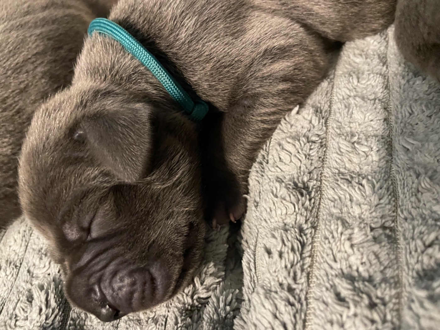 de la Côte Septentrionale - Chiots disponibles - Dogue allemand