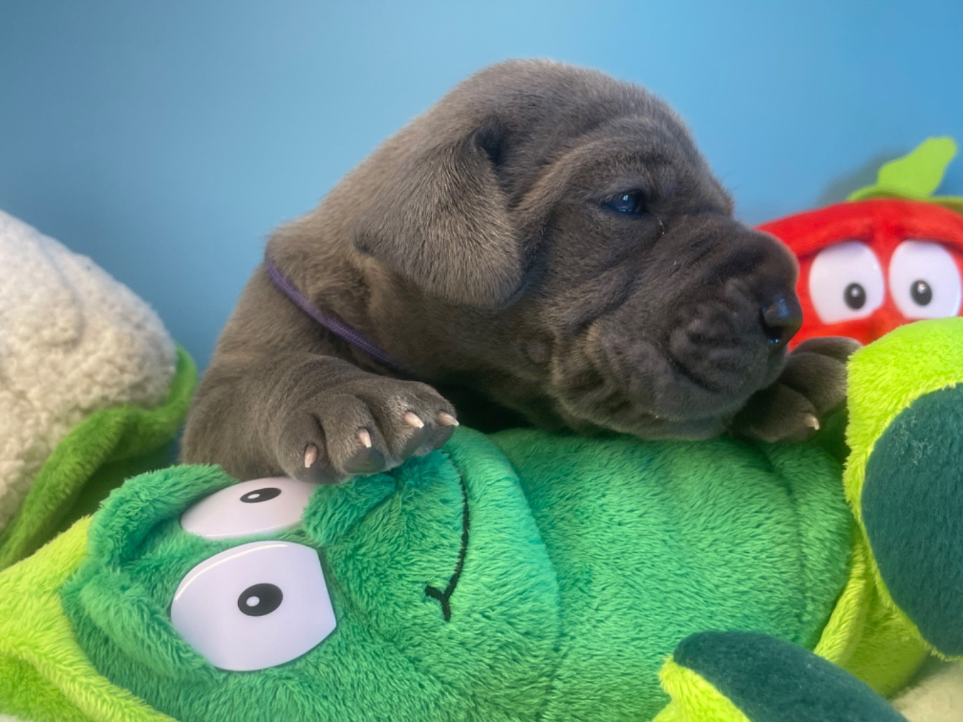 de la Côte Septentrionale - Chiots disponibles - Dogue allemand