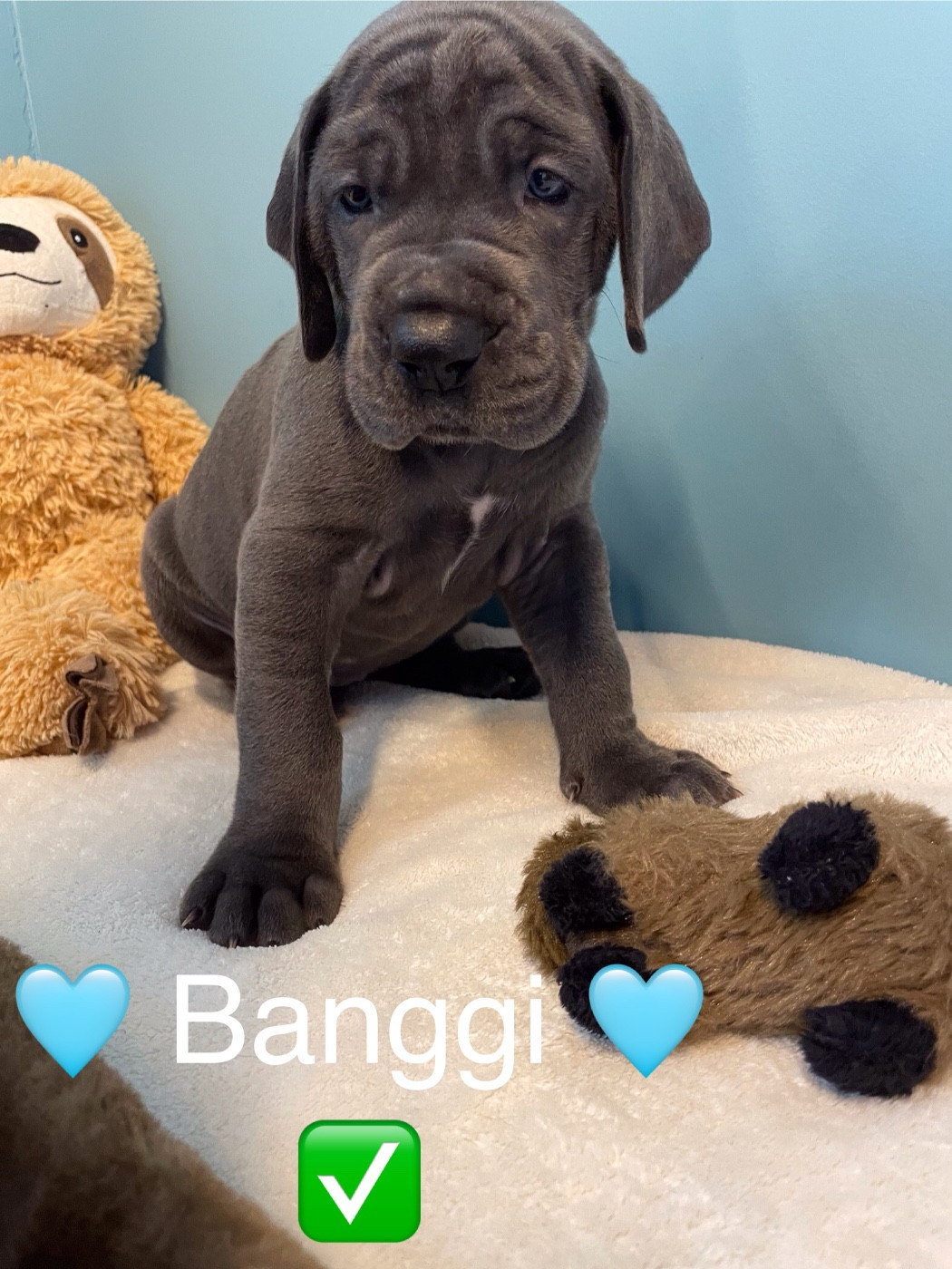 de la Côte Septentrionale - Chiots disponibles - Dogue allemand