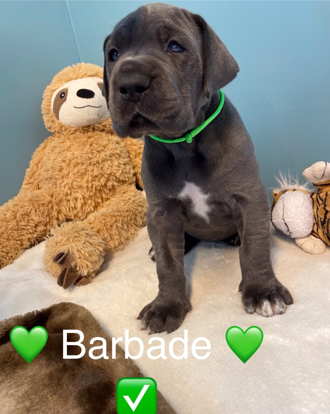 de la Côte Septentrionale - Chiots disponibles - Dogue allemand