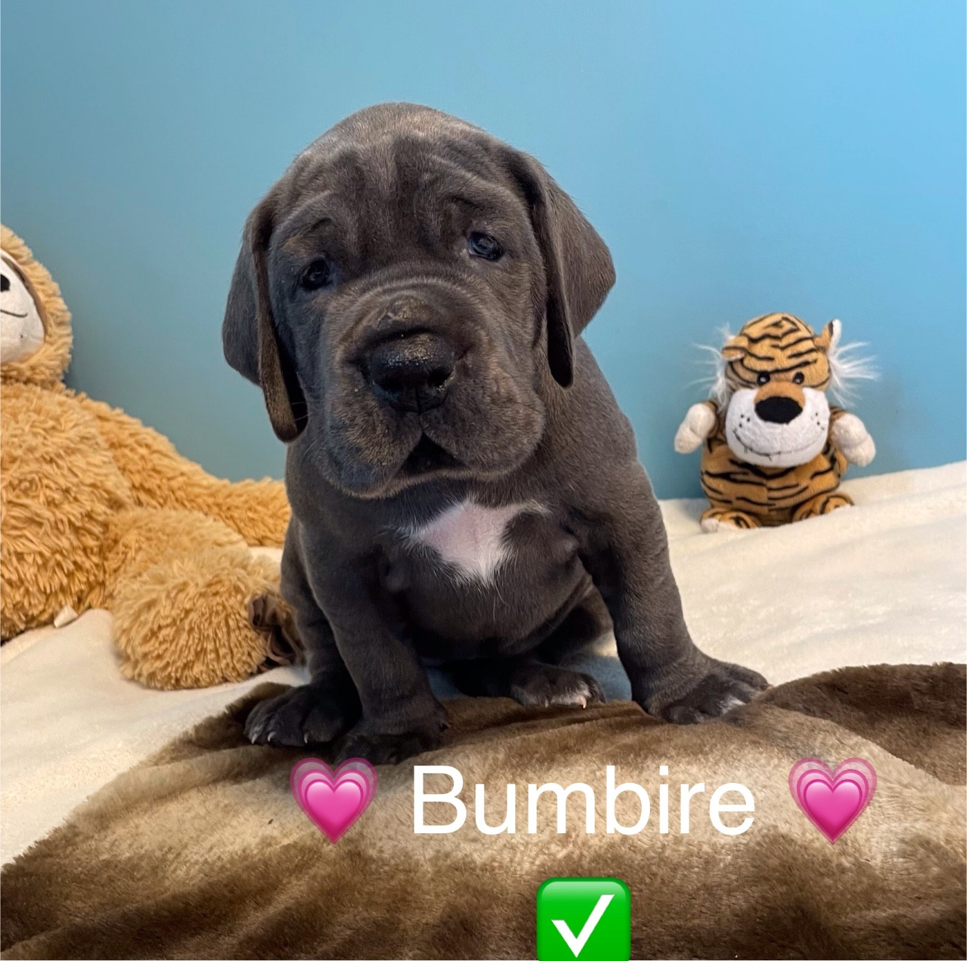 de la Côte Septentrionale - Chiots disponibles - Dogue allemand