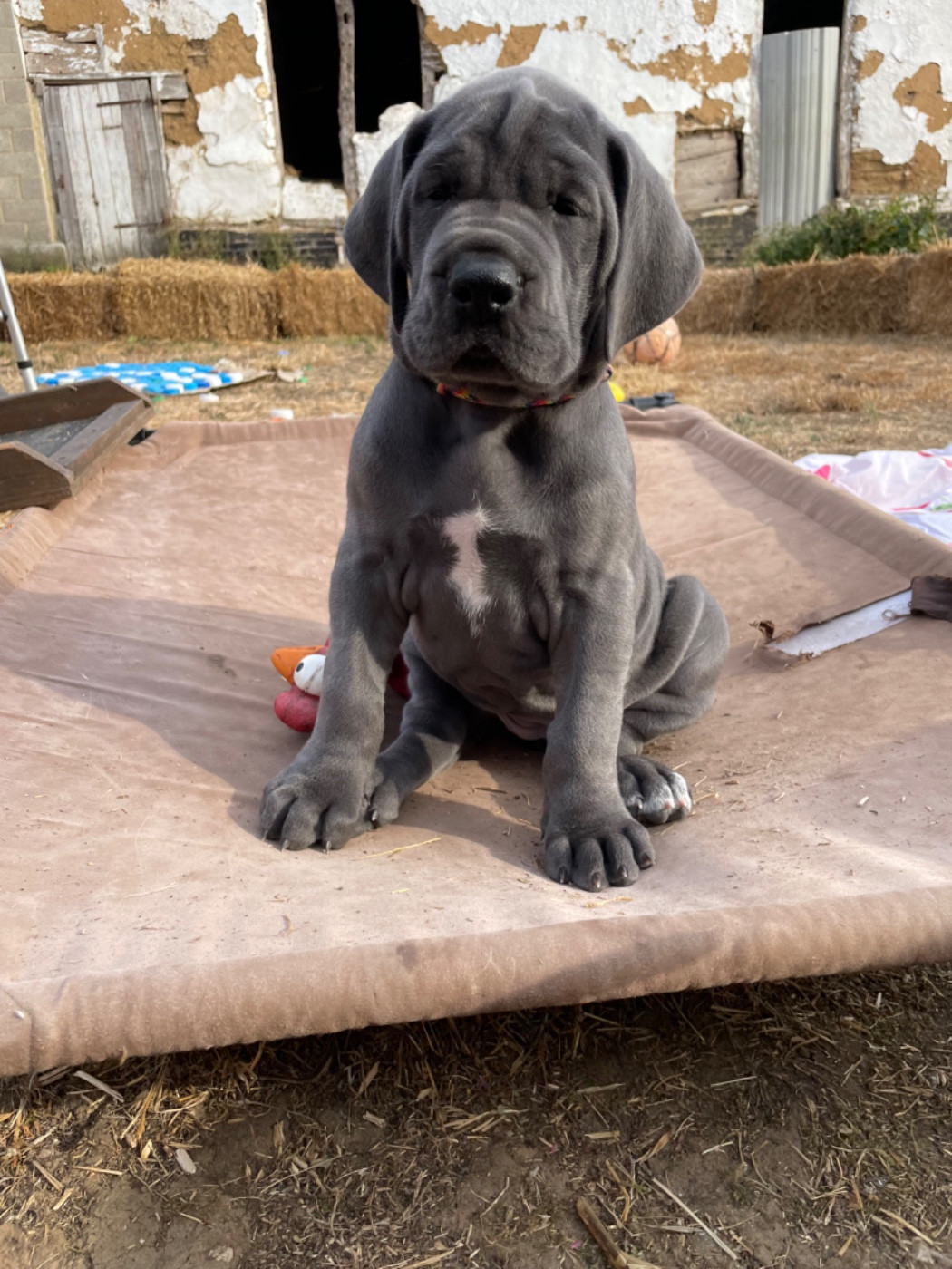 de la Côte Septentrionale - Chiots disponibles - Dogue allemand