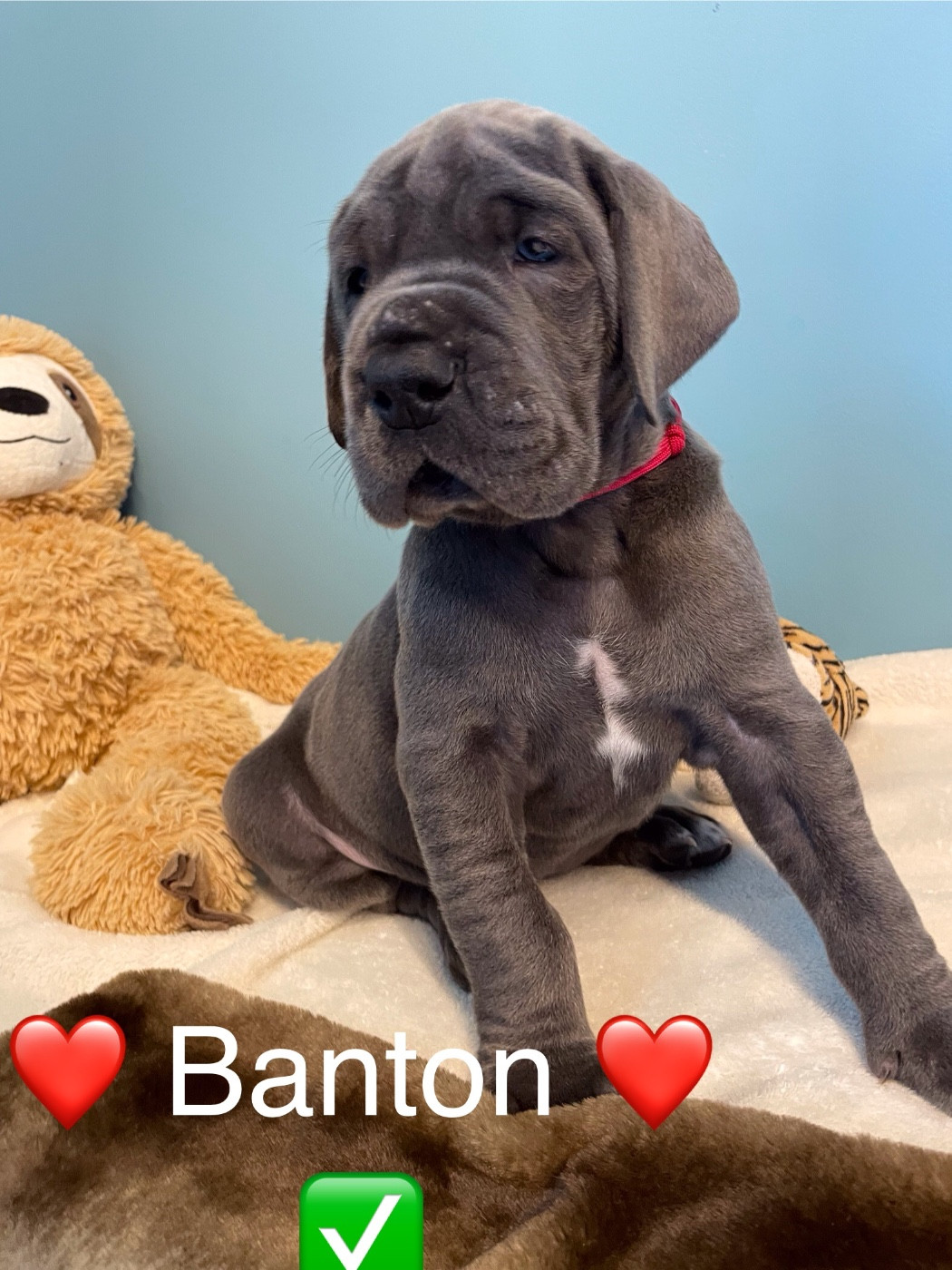 de la Côte Septentrionale - Chiots disponibles - Dogue allemand