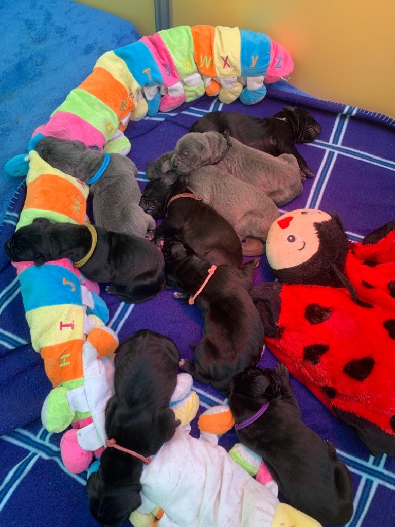 Chiot Dogue allemand de la Côte Septentrionale