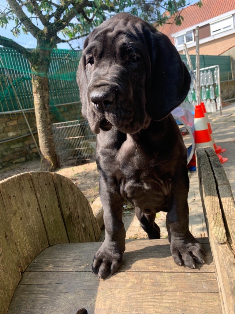 de la Côte Septentrionale - Chiots disponibles - Dogue allemand
