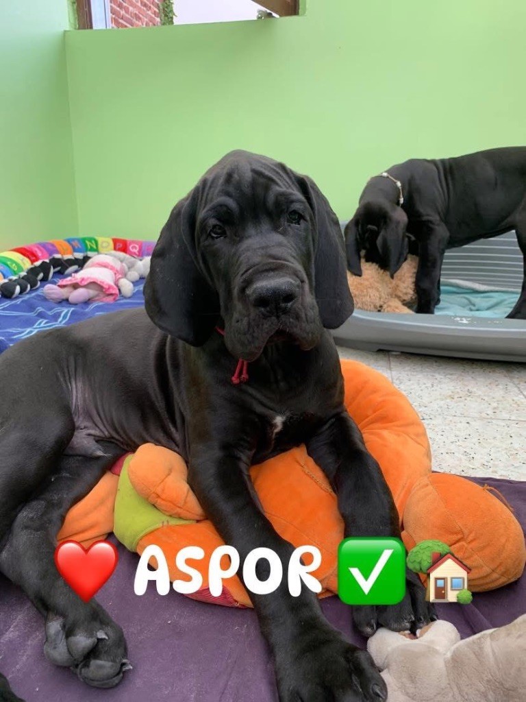 de la Côte Septentrionale - Chiots disponibles - Dogue allemand