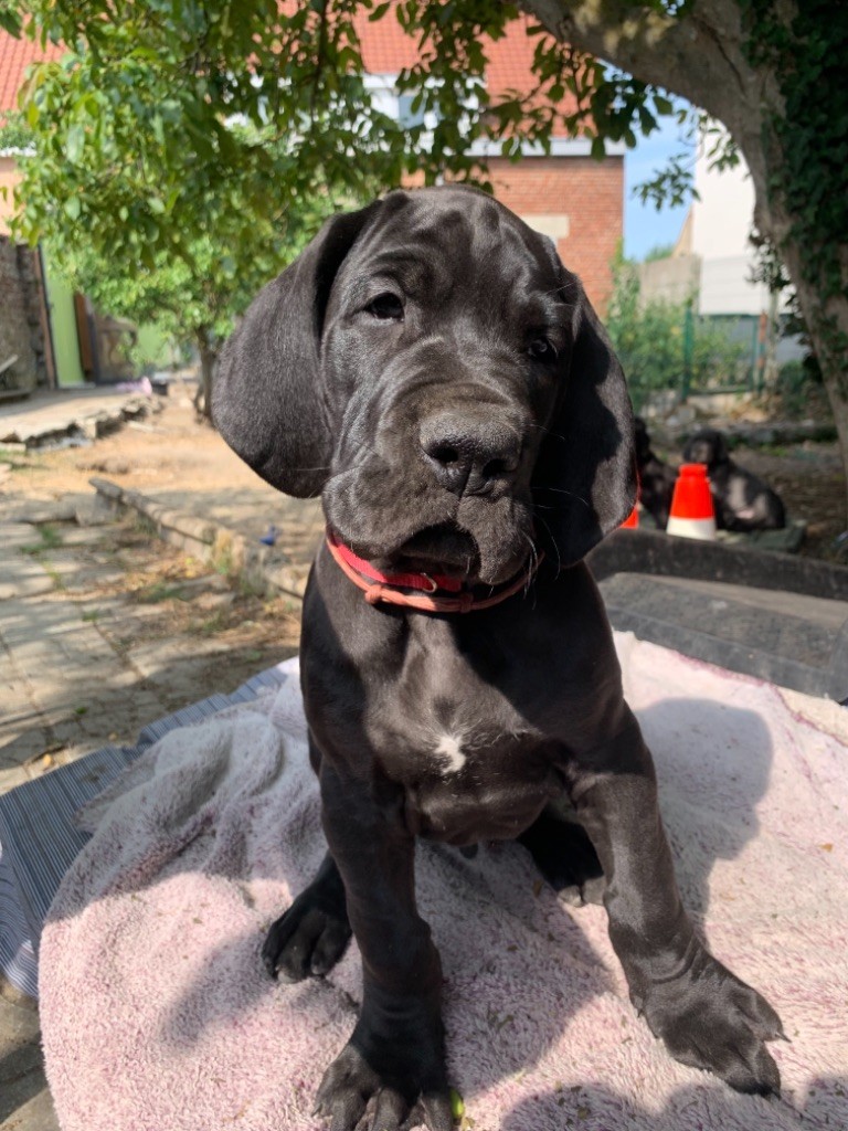 de la Côte Septentrionale - Chiots disponibles - Dogue allemand