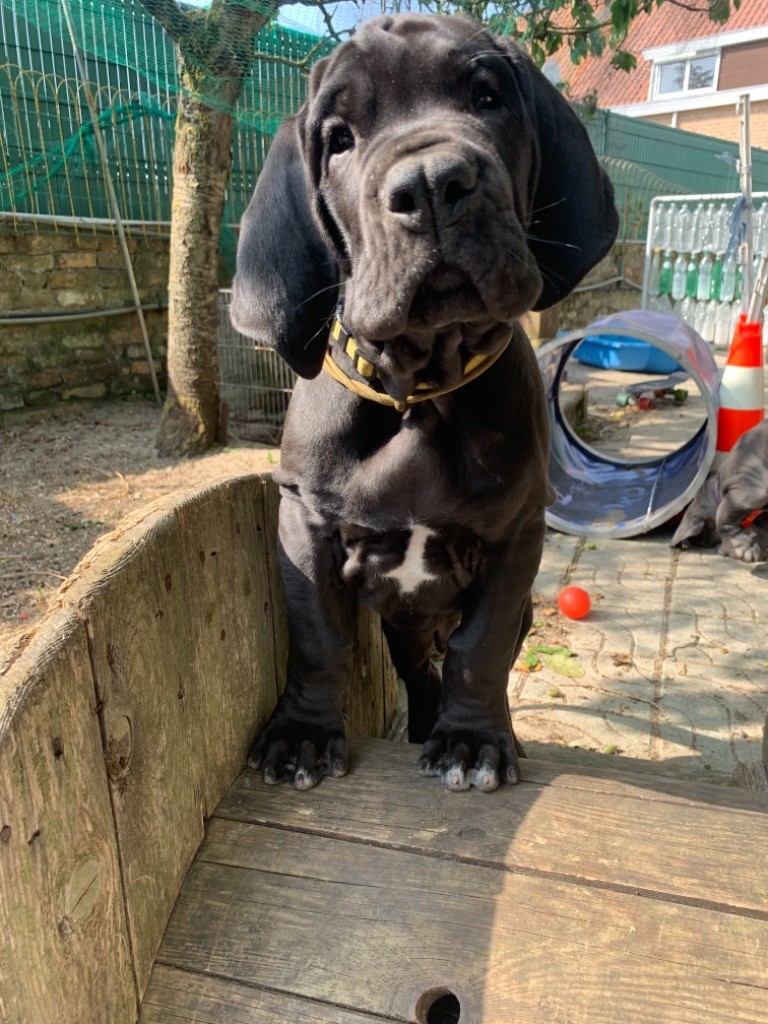 de la Côte Septentrionale - Chiots disponibles - Dogue allemand
