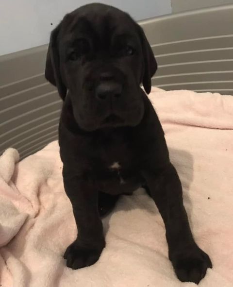 de la Côte Septentrionale - Dogue allemand - Portée née le 09/12/2021