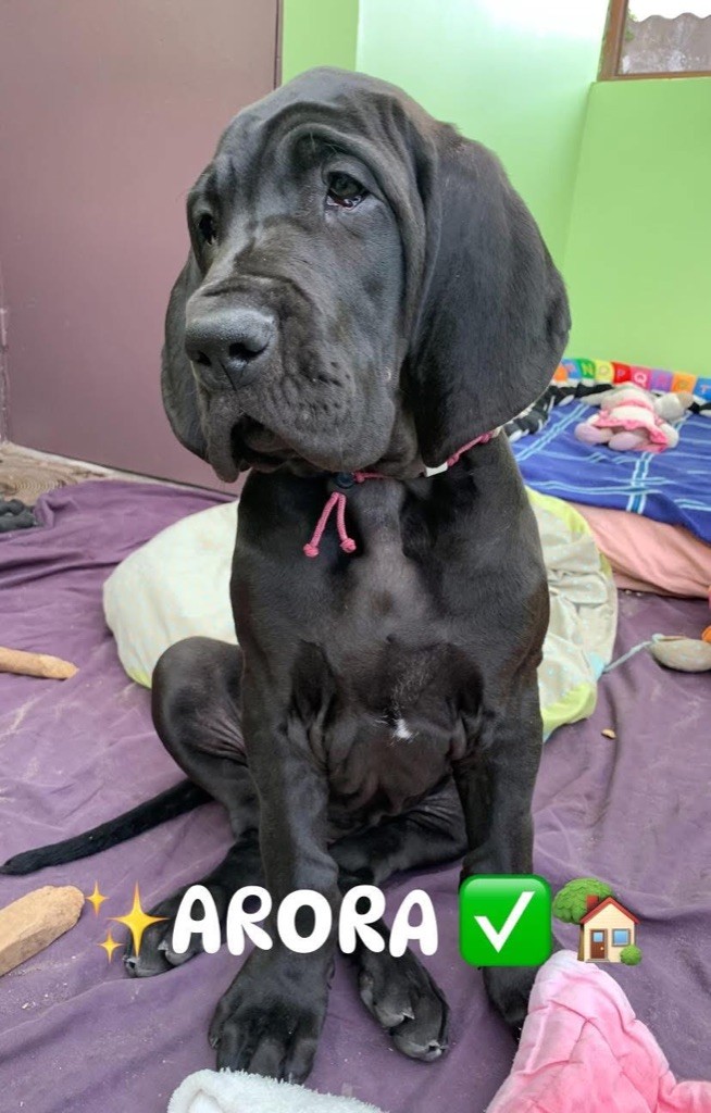 de la Côte Septentrionale - Chiots disponibles - Dogue allemand